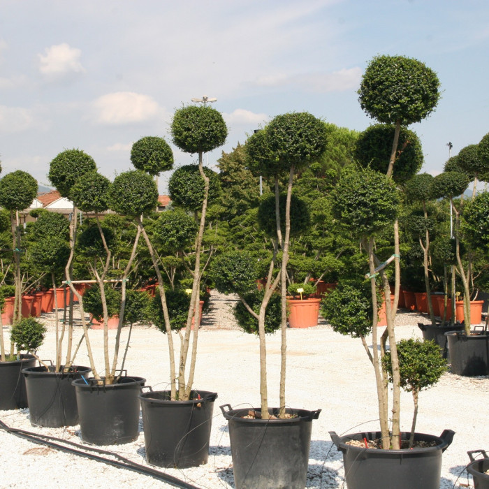 Ligustrum delavayanum