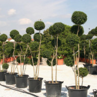 Ligustrum delavayanum