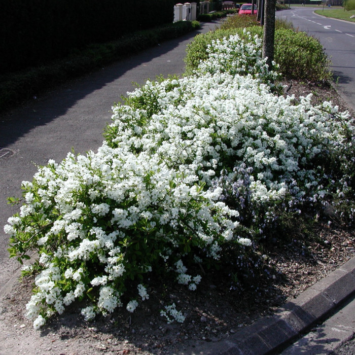 Exochorda 'The Bride'