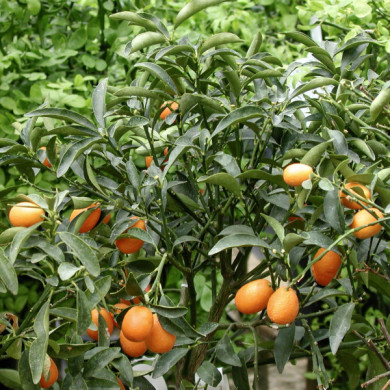 Kumquat