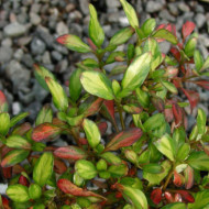 Coprosma Evening Glow®