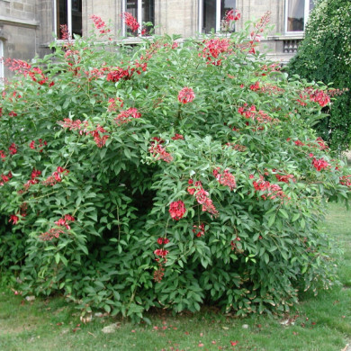 Erythrina crista-galli