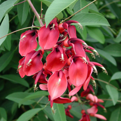 Erythrina crista-galli