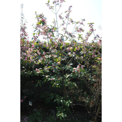 Magnolia Fairy Magnolia Blush® micju01