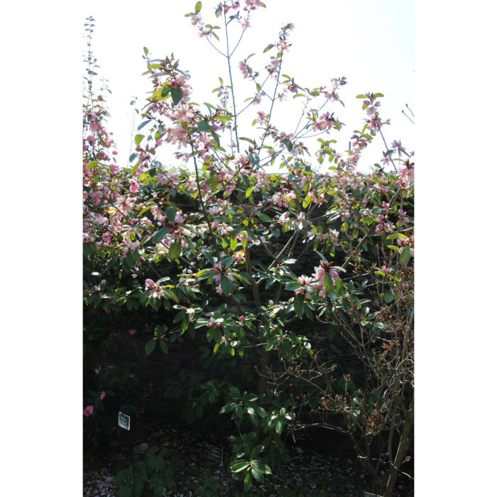 Magnolia Fairy Magnolia Blush® micju01