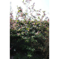 Magnolia Fairy Magnolia Blush® micju01