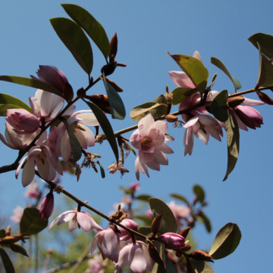 Magnolia Fairy Magnolia Blush® micju01