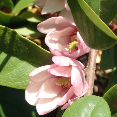 Magnolia Fairy Magnolia Blush® micju01