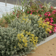 Brachyglottis 'Sunshine'