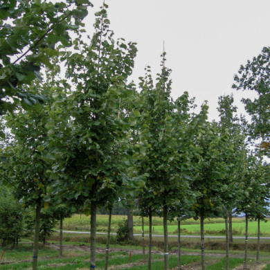 Tilia tomentosa
