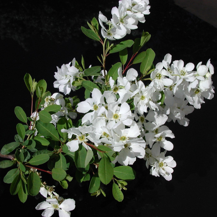 Exochorda 'The Bride'
