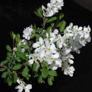 Exochorda 'The Bride'