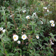 Cistus laurifolius