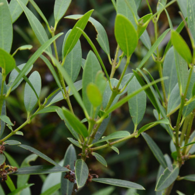 Phillyrea angustifolia