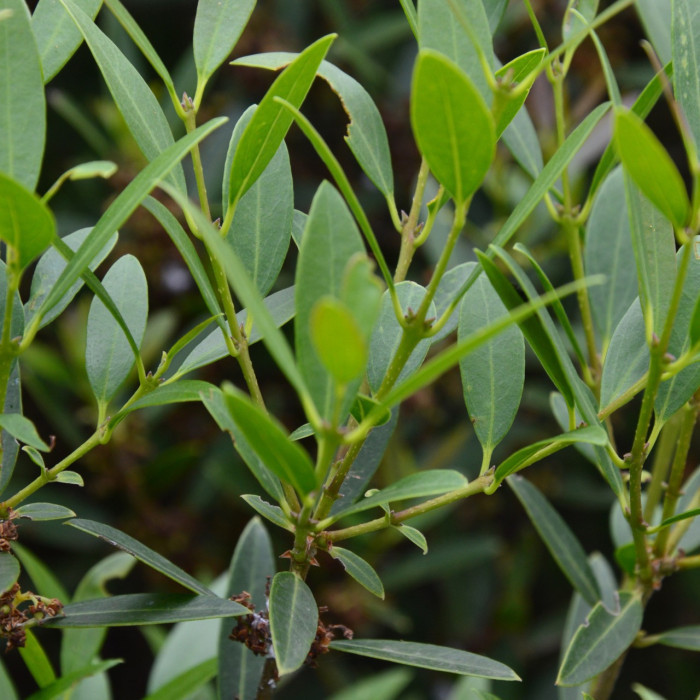 Phillyrea angustifolia