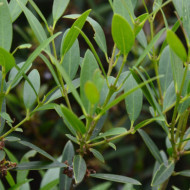 Phillyrea angustifolia