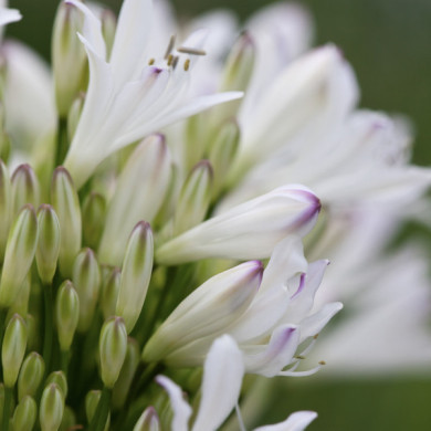 Agapanthus 'Strawberry Ice'