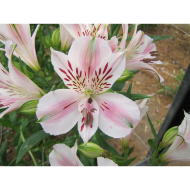 Alstroemeria 'Beatrice'