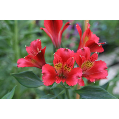 Alstroemeria 'Diane'