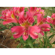 Alstroemeria x hybrida Isabelle®