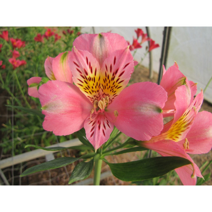 Alstroemeria 'Pierre'