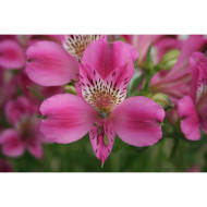 Alstroemeria 'Edouard'