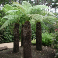 Dicksonia antartica