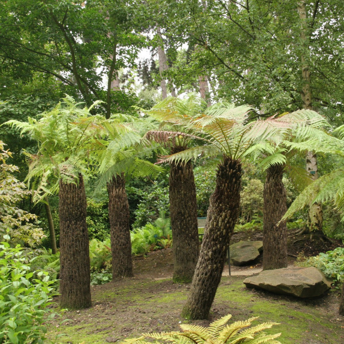 Dicksonia antartica