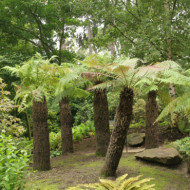 Dicksonia antartica