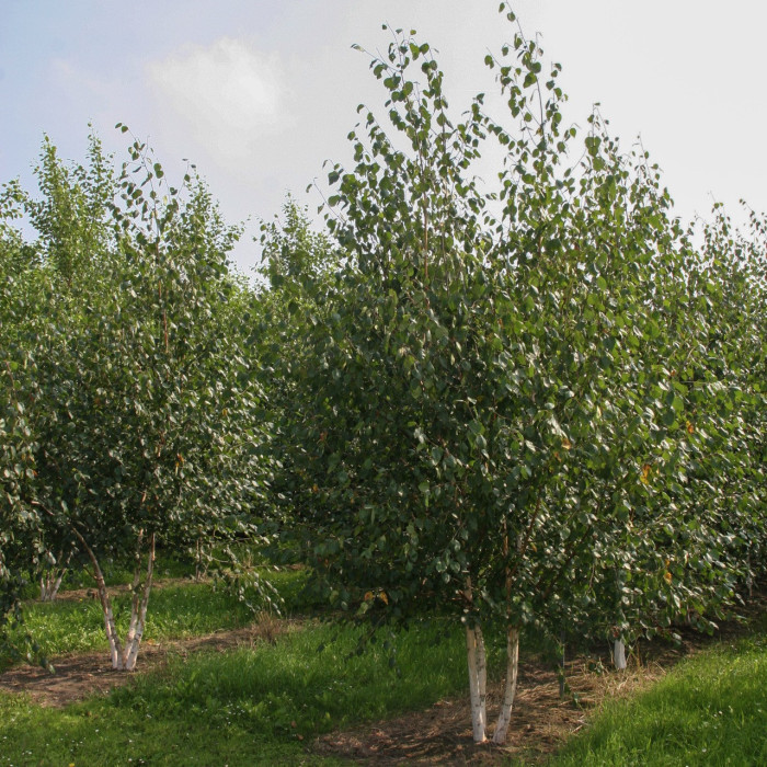 Betula utilis 'Doorenbos'