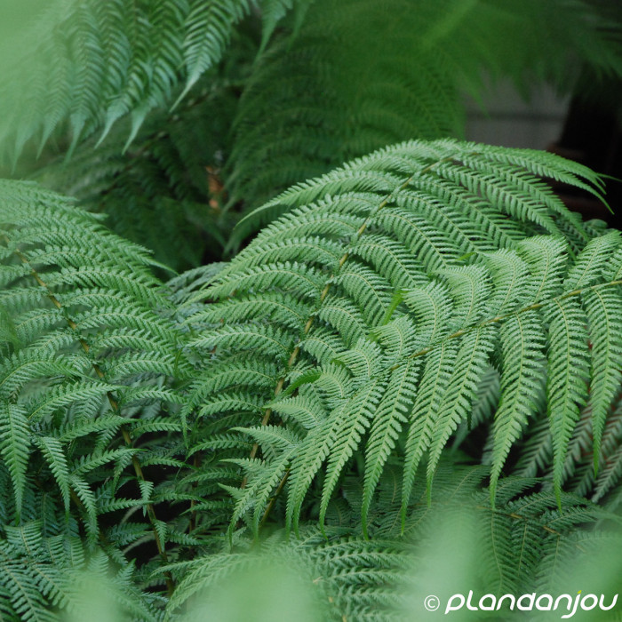 Dicksonia antartica