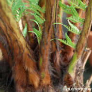 Dicksonia antartica