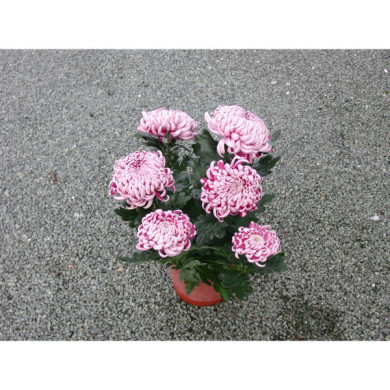 Chrysanthèmes grosses fleurs roses