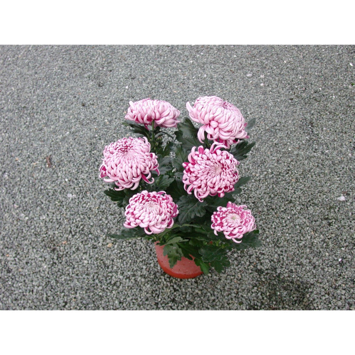 Chrysanthèmes grosses fleurs roses