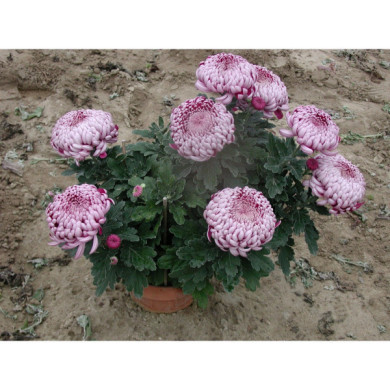 Chrysanthèmes grosses fleurs roses