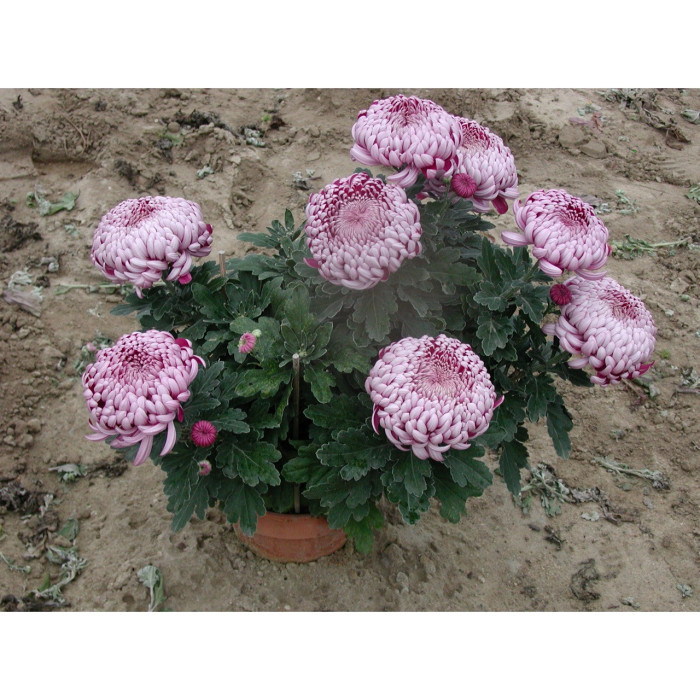 Chrysanthèmes grosses fleurs roses