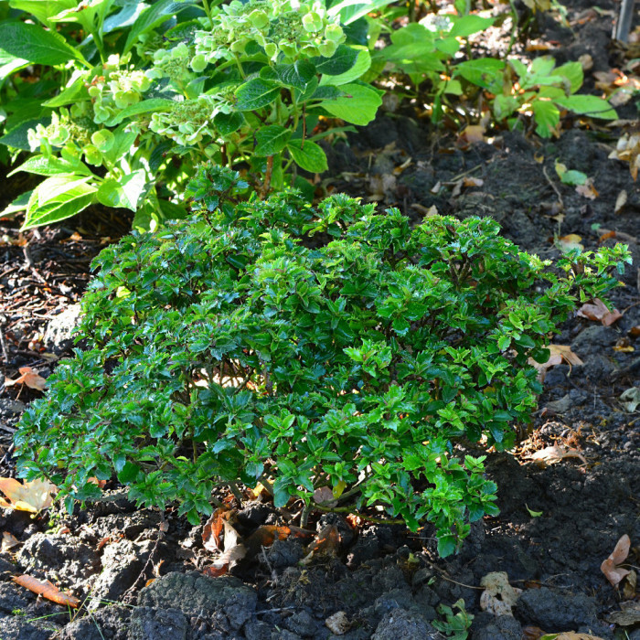 Ilex x meserveae Magical® Little Rascal