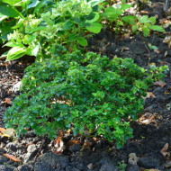 Ilex x meserveae Magical® Little Rascal