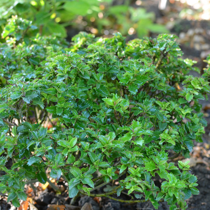 Ilex x meserveae Magical® Little Rascal