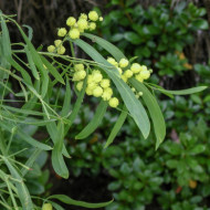 Acacia retinodes