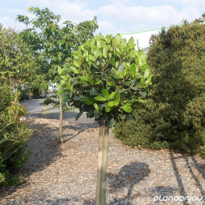 Laurus nobilis