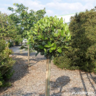 Laurus nobilis