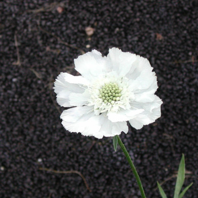 Scabiosa caucasica 'Alba'