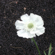 Scabiosa caucasica 'Alba'