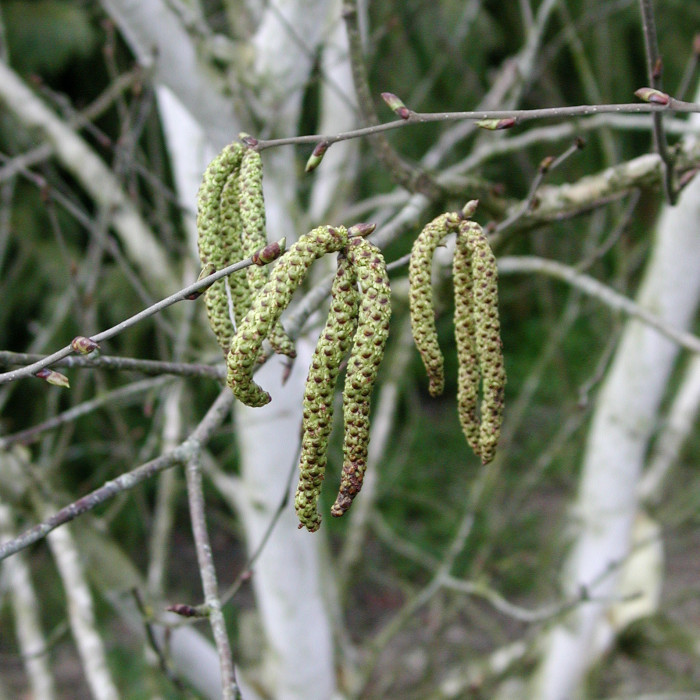 Betula utilis 'Doorenbos'