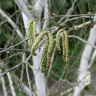 Betula utilis 'Doorenbos'