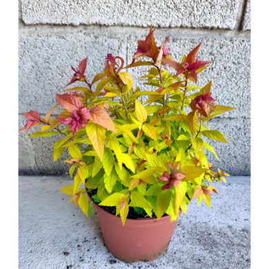 Spiraea japonica 'Hubert Gold'