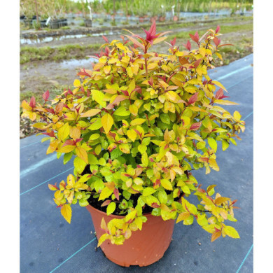 Spiraea japonica 'Hubert Gold'