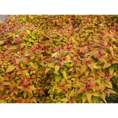 Spiraea japonica 'Hubert Gold'