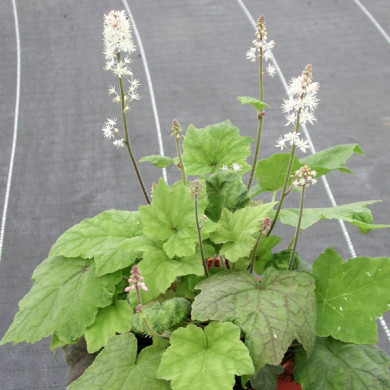 Tiarella wherryi